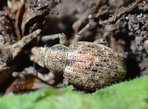 Réf. 259 322 : Strophosoma capitatum